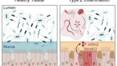 دور بروتين إنتيليكتين-2 في الأمعاء