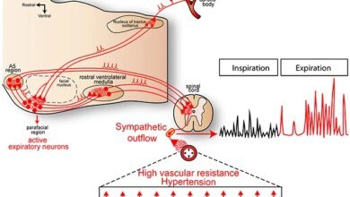 لغز ضغط الدم والدماغ