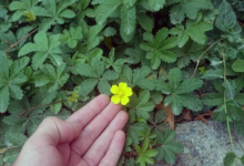 سلاح المستنقعات ضد البكتيريا