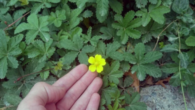 سلاح المستنقعات ضد البكتيريا