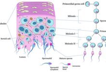 عقار جديد لمنع الحمل للرجال
