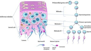 عقار تجريبي لمنع الحمل عند الرجال ينجح في وقف إنتاج الحيوانات المنوية مؤقتاً 3 عقار جديد لمنع الحمل للرجال