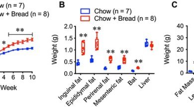 لغز سمنة الخبز