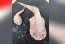 1776589941 Scientists film deepest ever fish on seabed off Japan