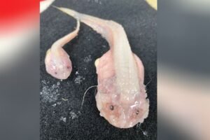 1776589941 Scientists film deepest ever fish on seabed off Japan