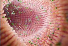 إيقاع الأمعاء والصحة