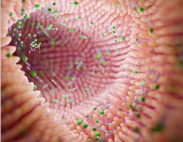 إيقاع الأمعاء والصحة