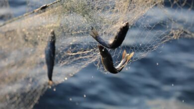 حظر الصيد في وان