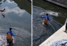 إنقاذ غزال في بافرا