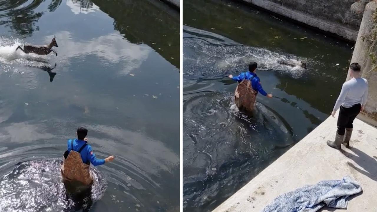 إنقاذ غزال في بافرا