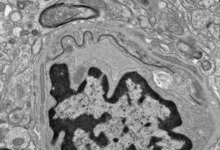 تأثير زيت السمك على الدماغ