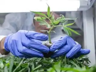 قرار الماريجوانا في أمريكا