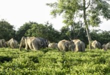 مقتل الصياد لورانس دوسيو