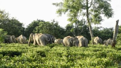 مقتل الصياد لورانس دوسيو