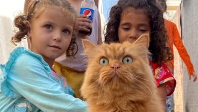 مخاطر المتفجرات في غزة