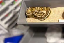 Απίστευτη υπόθεση στην Πολωνία βρέθηκαν 148 βασιλικοί πύθωνες σε διαμέρισμα