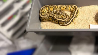 Απίστευτη υπόθεση στην Πολωνία βρέθηκαν 148 βασιλικοί πύθωνες σε διαμέρισμα