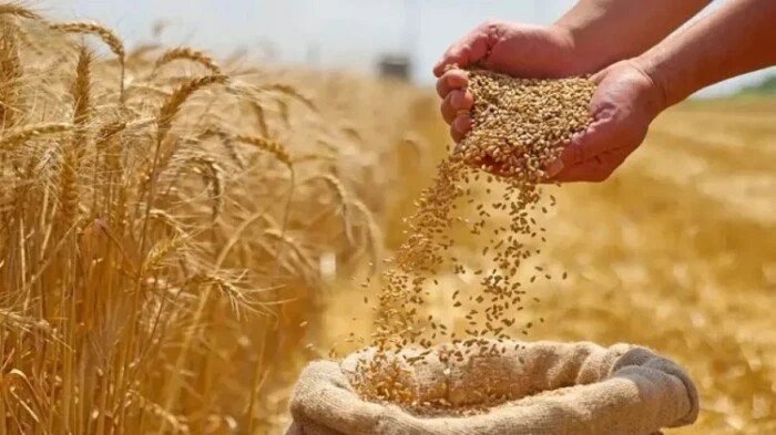 مصر تقترب من جمع 5 ملايين طن قمح وتوريد 3.2 مليون طن للصوامع 1 حصاد القمح المحلي