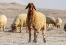 تعليمات المضحين 2026