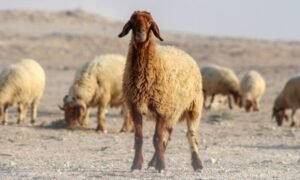 تعليمات المضحين 2026