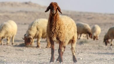 تعليمات المضحين 2026