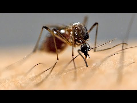 البعوض يتعلم حب الطارد