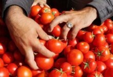 طرح الطماطم بالمجمعات