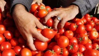 طرح الطماطم بالمجمعات