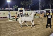 الخيل المصري وأصالة السلالات