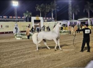 الخيل المصري وأصالة السلالات
