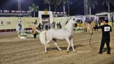 الخيل المصري وأصالة السلالات