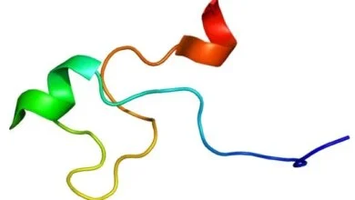بروتين مضاد للشيخوخة