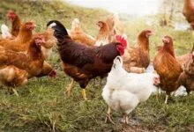 استقرار أسعار الدواجن بمصر