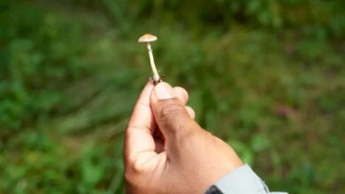 علاج طنين الأذن بالفطر السحري