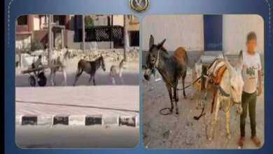 خروج 3 دواب عن السيطرة يضع قائد «كارو» تحت طائلة القانون في شمال سيناء 4 ضبط عربة كارو مخالفة