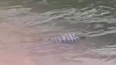 جثة بحر كفر مويس