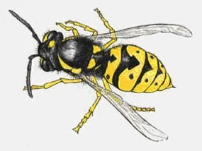 "قرصة" قد تنهي حياتك.. لماذا يطاردك "الدبور الأصفر" في نهاية الصيف وكيف تنجو منه؟ 50 مخاطر لدغات الدبابير