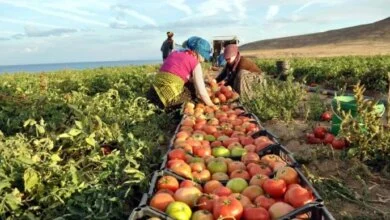 الموالح والبطاطس تقودان الصادرات الزراعية المصرية لتجاوز 6.2 مليون طن 6 صادرات مصر الزراعية