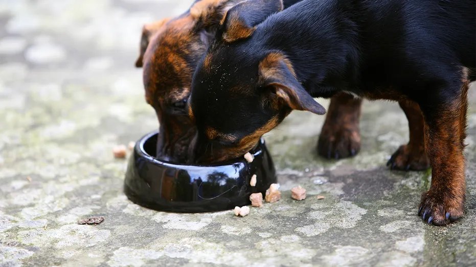 Jack Russell puppies eat from a food bowl