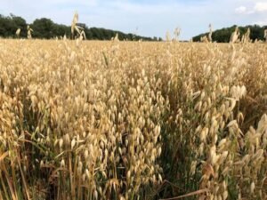 Agricultural Commodities Split on Sept. 29