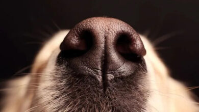 Fragrance Dangers for Dogs