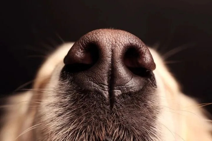 Fragrance Dangers for Dogs
