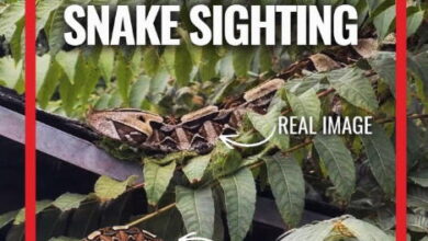 AI Snake Hoax Disrupts Santa Ana Police