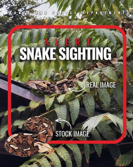 AI Snake Hoax Disrupts Santa Ana Police