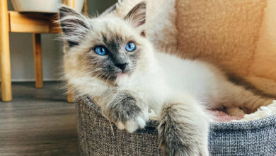 Dog-Like Cat Stella Raises Foster Kittens