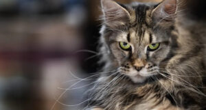 Maine Coon Protects Orphaned Kitten