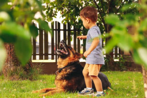 German Shepherd Tackles Toddler
