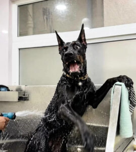 Viral Doberman Grooming Photo