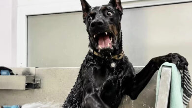 Viral Doberman Grooming Photo
