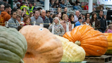 U.S. Pumpkin Harvest and Agritourism Boom